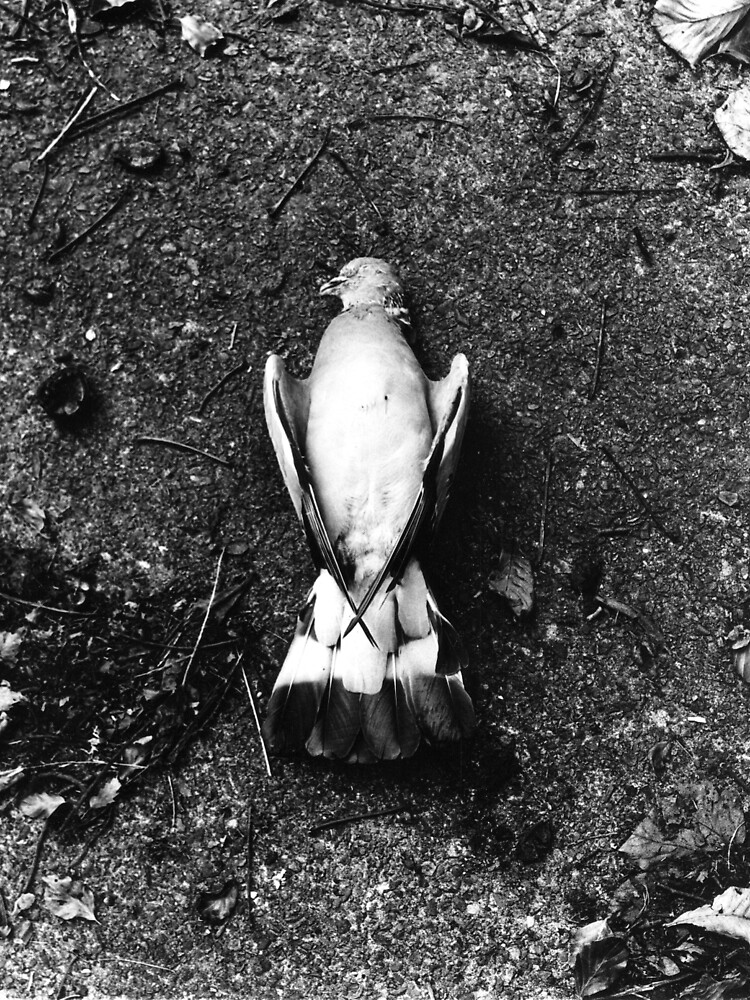 He was already dead, I promise. Phoenix Park, Dublin by davekennedy