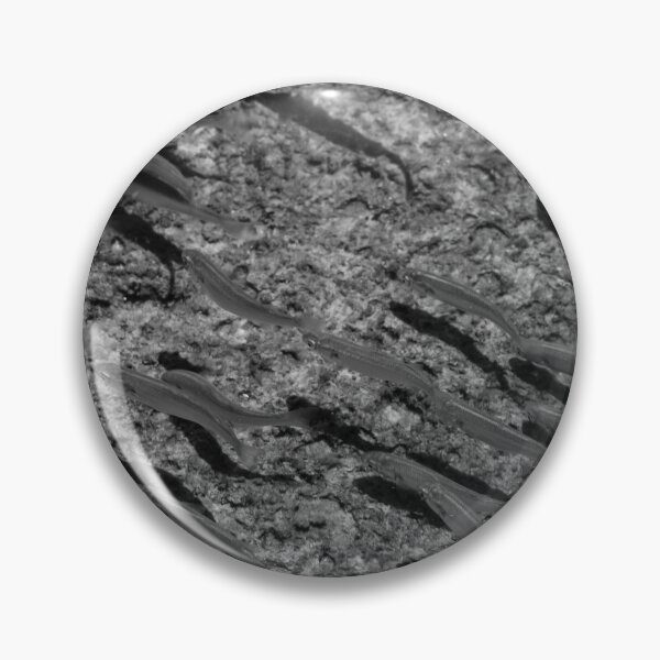 Item preview, School of Small Fish Swimming Over Rocky Reef Underwater in Black and White Marine Photo designed and sold by Nmallia.