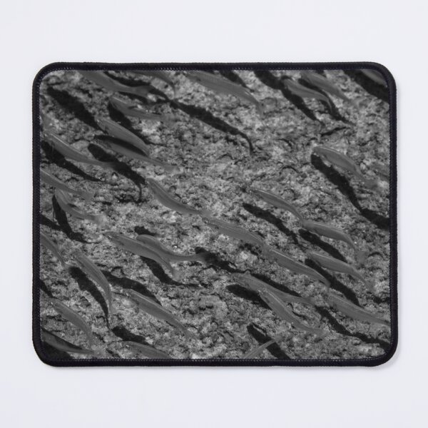 Item preview, School of Small Fish Swimming Over Rocky Reef Underwater in Black and White Marine Photo designed and sold by Nmallia.