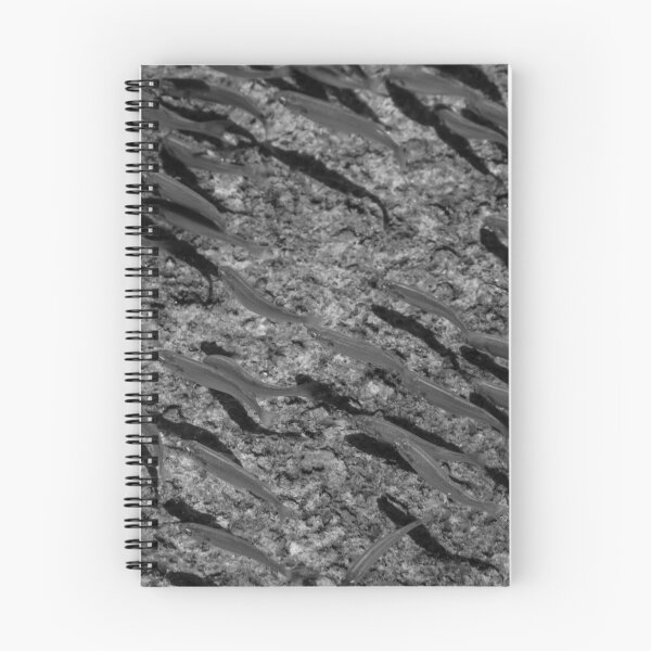 Item preview, School of Small Fish Swimming Over Rocky Reef Underwater in Black and White Marine Photo designed and sold by Nmallia.
