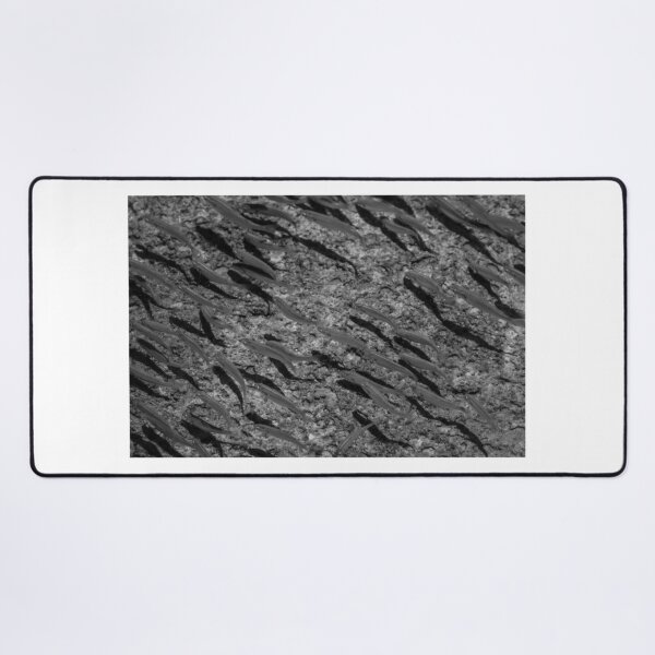 Item preview, School of Small Fish Swimming Over Rocky Reef Underwater in Black and White Marine Photo designed and sold by Nmallia.
