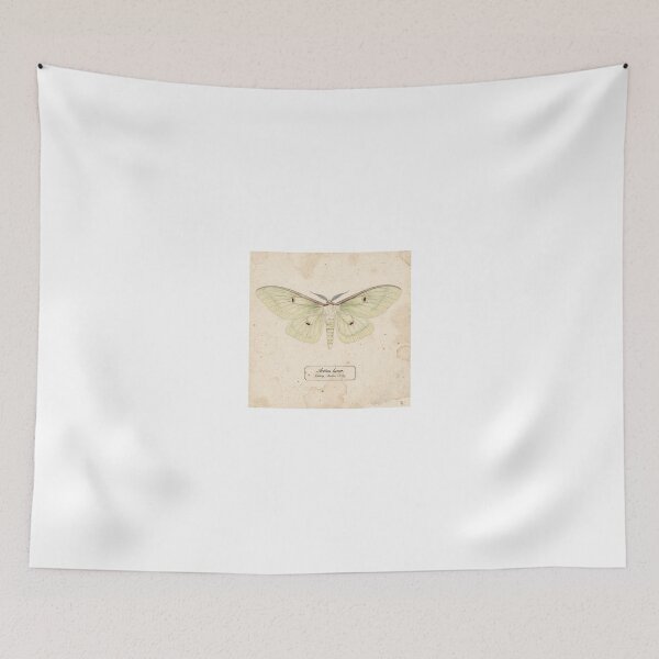Item preview, Vintage Luna Moth Specimen Natural History Plate designed and sold by PictorialWhimsy.