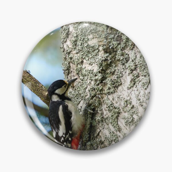 Item preview, Studies of the birch. Great Spotted Woodpecker Spring 2026 designed and sold by Jouko Lehto Photography.
