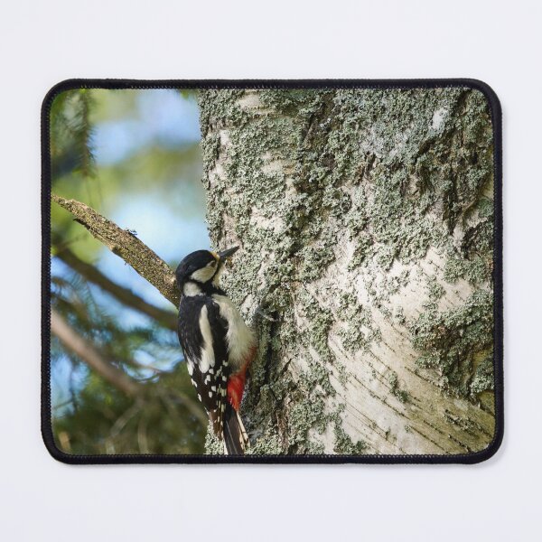 Item preview, Studies of the birch. Great Spotted Woodpecker Spring 2026 designed and sold by Jouko Lehto Photography.