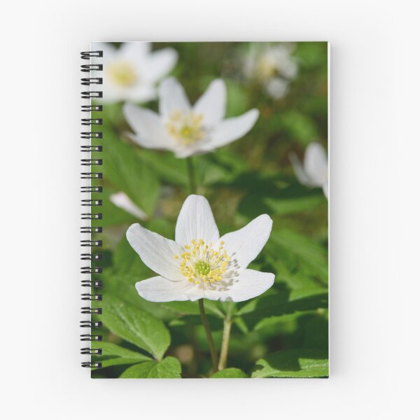 Item preview, Spring flowers. Wood Anemone 2026 designed and sold by Jouko Lehto Photography.