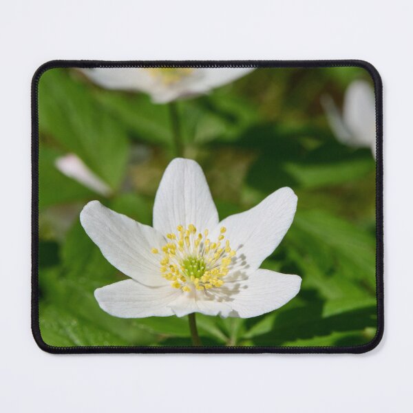 Item preview, Spring flowers. Wood Anemone 2026 designed and sold by Jouko Lehto Photography.
