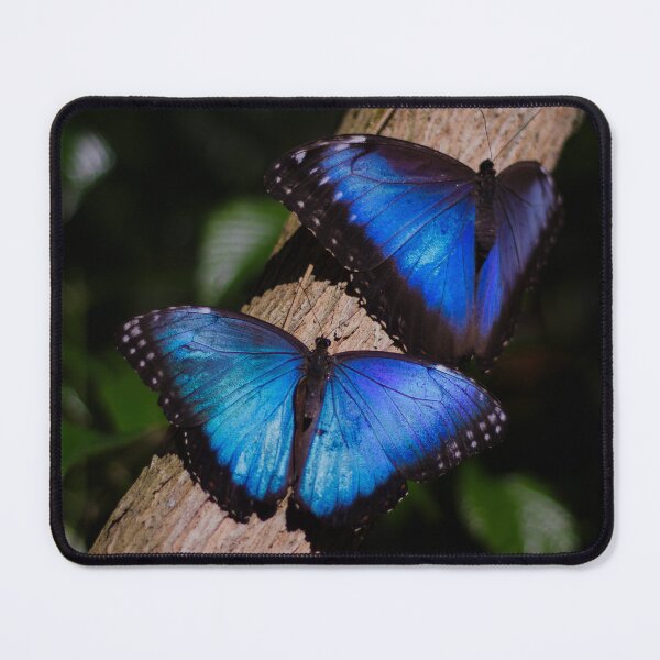 Item preview, Blue Butterfly Duo 1x1 designed and sold by PhotoArtbyGrace.