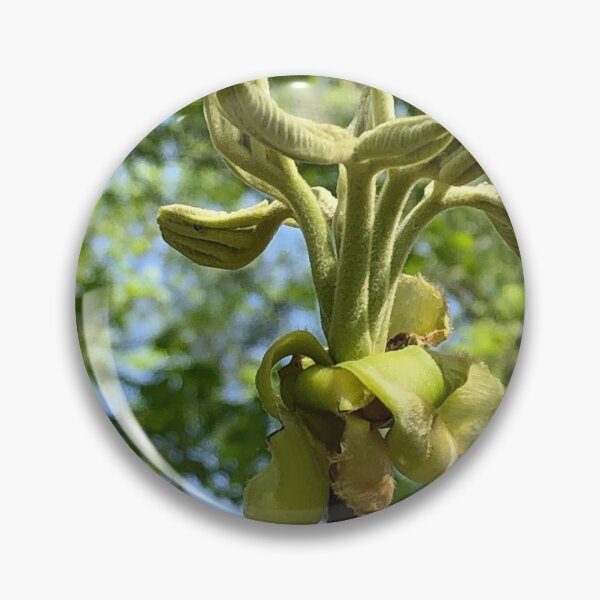 Item preview, Unfurling Leaves, real photograph designed and sold by GiSilver.