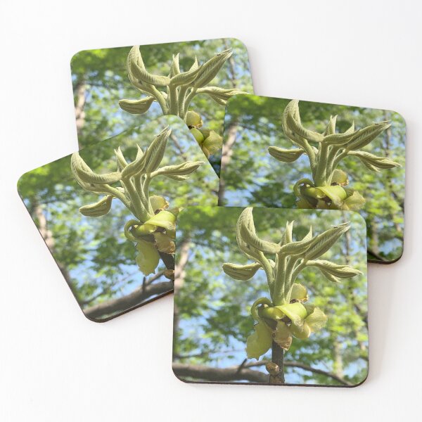 Item preview, Unfurling Leaves, real photograph designed and sold by GiSilver.