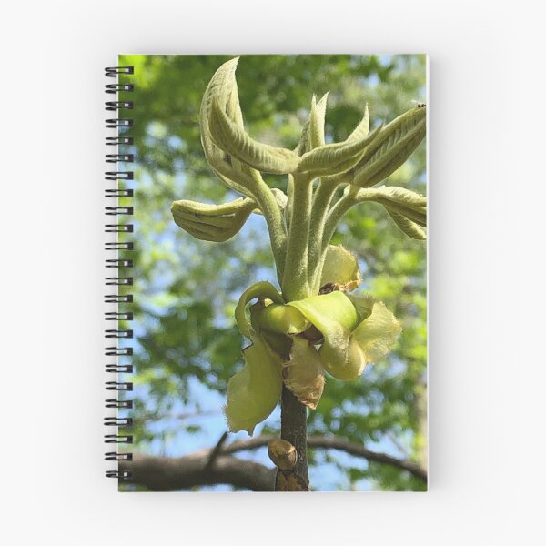 Item preview, Unfurling Leaves, real photograph designed and sold by GiSilver.