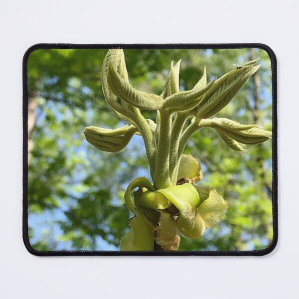 Item preview, Unfurling Leaves, real photograph designed and sold by GiSilver.