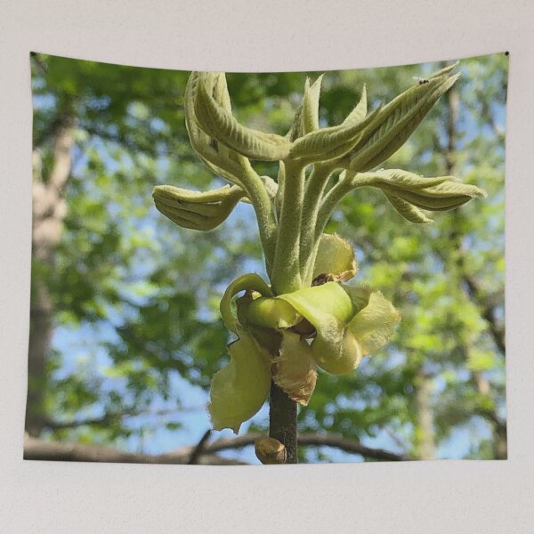 Item preview, Unfurling Leaves, real photograph designed and sold by GiSilver.