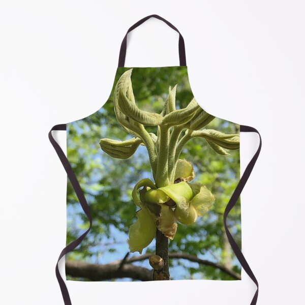 Item preview, Unfurling Leaves, real photograph designed and sold by GiSilver.