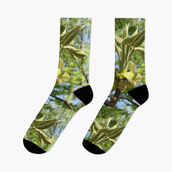 Item preview, Unfurling Leaves, real photograph designed and sold by GiSilver.