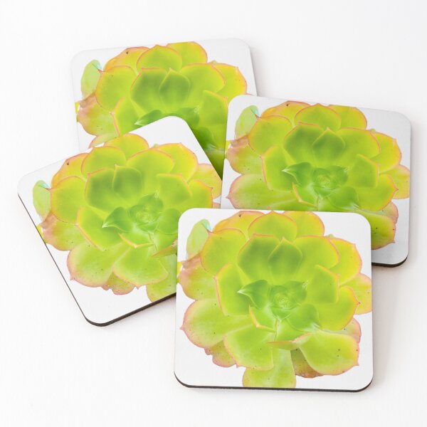 Item preview, Vibrant Green Aeonium Succulent Rosette Isolated on Black designed and sold by BalkanBloom.