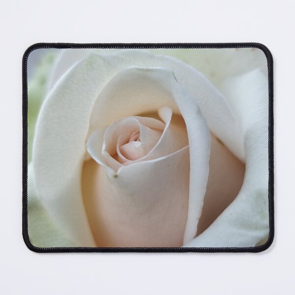 Item preview, Vivid Vanilla White Pink Rose Rosa Bloom Catching Sun Outside designed and sold by vtspatial.