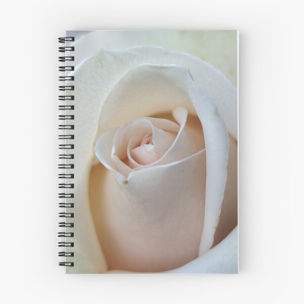 Item preview, Vivid Vanilla White Pink Rose Rosa Bloom Catching Sun Outside designed and sold by vtspatial.