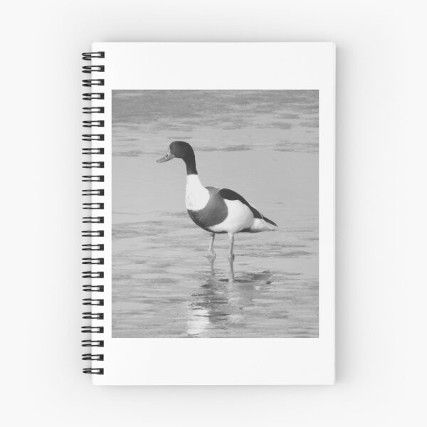 Item preview, Shelduck Standing Alone in Shallow Water designed and sold by paintartskcw.