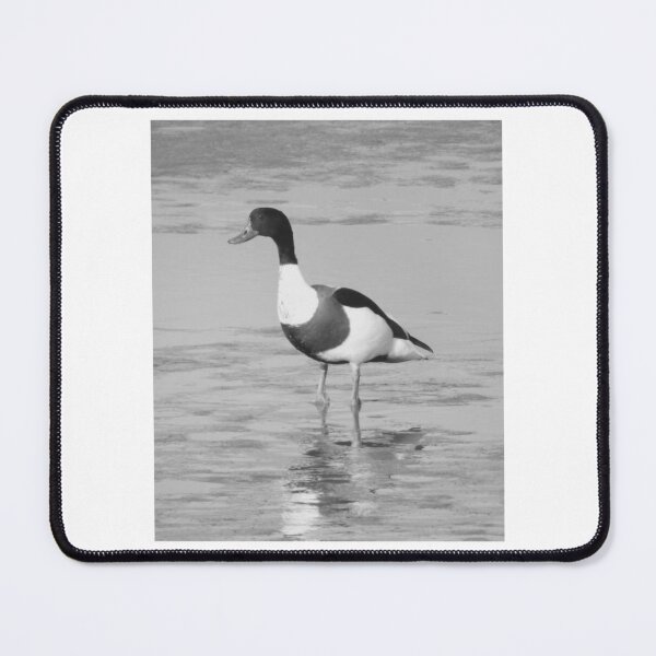 Item preview, Shelduck Standing Alone in Shallow Water designed and sold by paintartskcw.