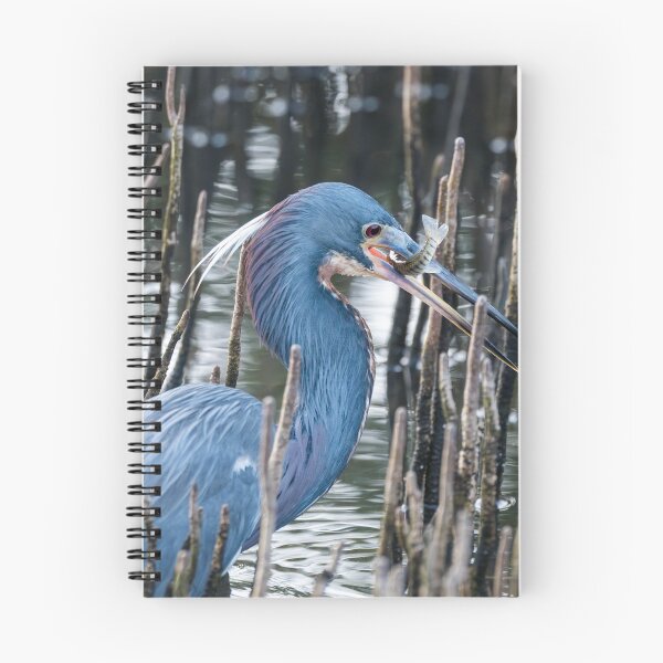 Item preview, Tricolored Heron with Fresh Catch designed and sold by Debra Martz.