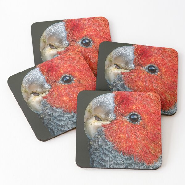 Item preview, Male Gang Gang Cockatoo designed and sold by Nick Vertsonis.
