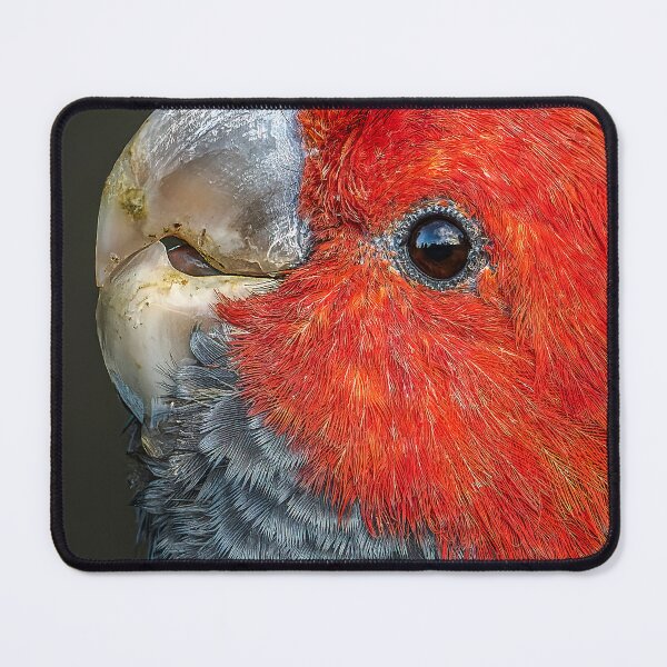 Item preview, Male Gang Gang Cockatoo designed and sold by Nick Vertsonis.