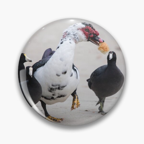 Item preview, American Coots Sizing Up the Bread the Muscovy Duck Has.   designed and sold by CarolM.