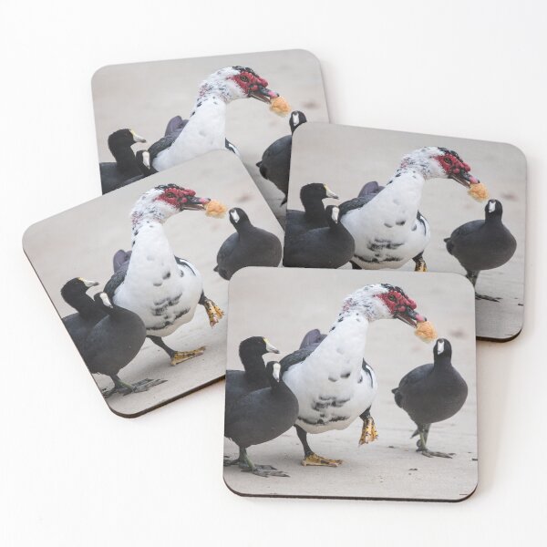 Item preview, American Coots Sizing Up the Bread the Muscovy Duck Has.   designed and sold by CarolM.