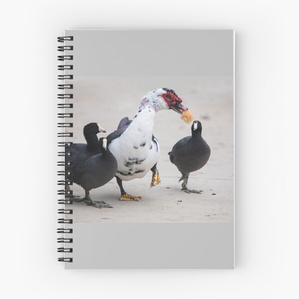 Item preview, American Coots Sizing Up the Bread the Muscovy Duck Has.   designed and sold by CarolM.