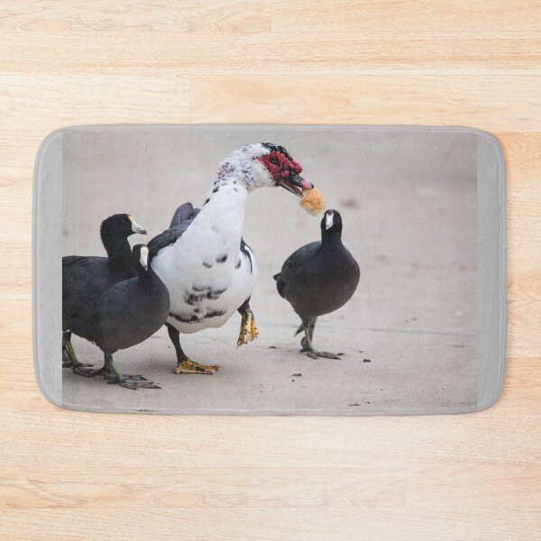 Item preview, American Coots Sizing Up the Bread the Muscovy Duck Has.   designed and sold by CarolM.