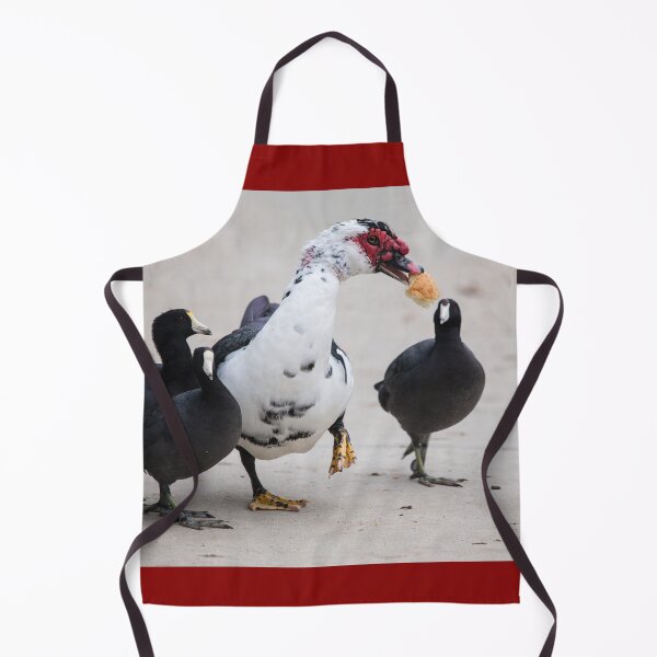 Item preview, American Coots Sizing Up the Bread the Muscovy Duck Has.   designed and sold by CarolM.