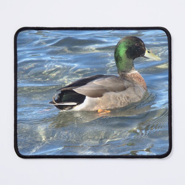 Item preview, Duck on blue water designed and sold by aligata1970.