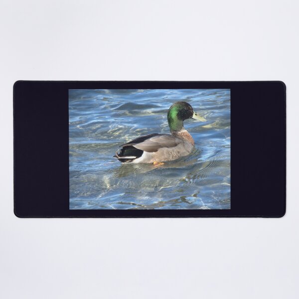 Item preview, Duck on blue water designed and sold by aligata1970.