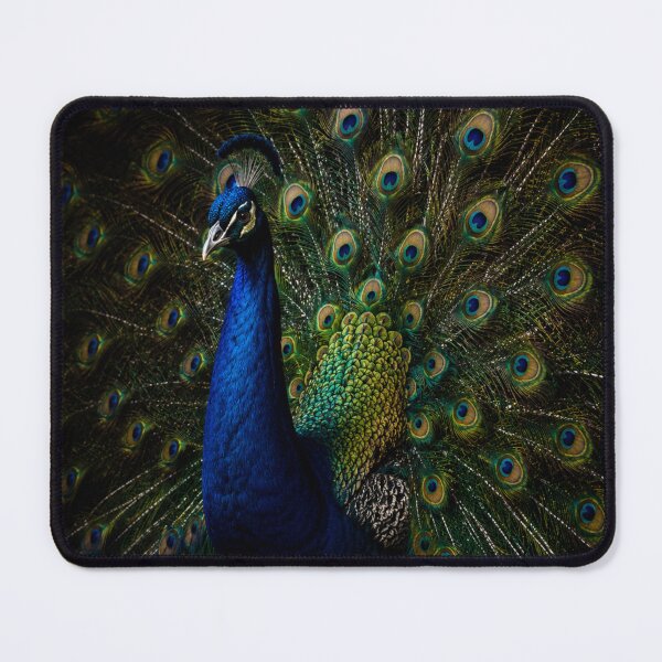 Item preview, Majestic Peacock Portrait – Elegant Peacock Feather Wall Art designed and sold by ApexAnimal Art.