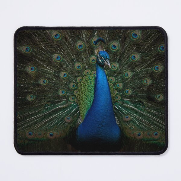Item preview, Majestic Peacock Display – Vibrant Wildlife Wall Art designed and sold by ApexAnimal Art.