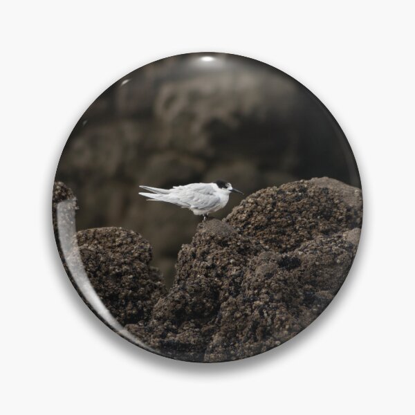 Item preview, White-fronted tern (Tara), New Zealand Coastal Bird. designed and sold by JayrosParker.