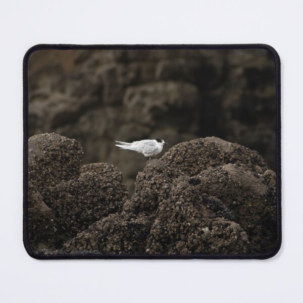 Item preview, White-fronted tern (Tara), New Zealand Coastal Bird. designed and sold by JayrosParker.