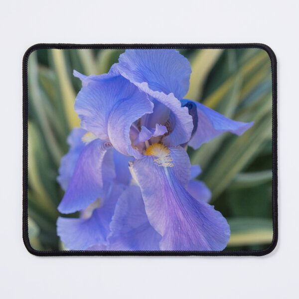 Item preview, Cool Amethyst Color Iris Among Interesting Foliage designed and sold by Georgia Mizuleva.