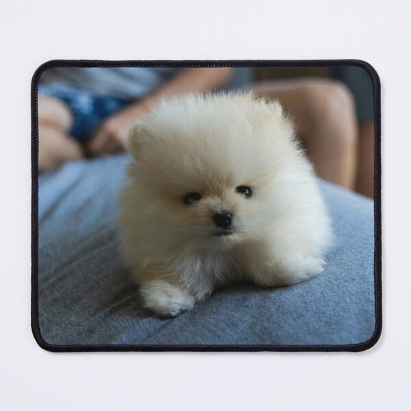 Item preview, A cute fluffy white puppy sitting on a knee designed and sold by Inspired Arts.