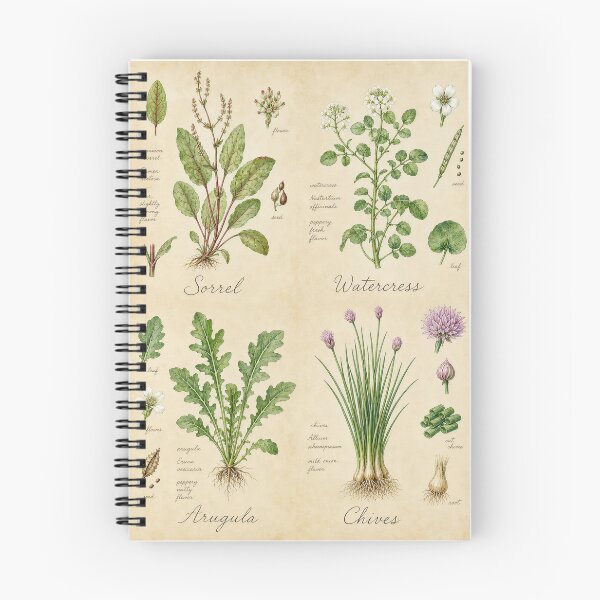 Item preview, Sorrel Watercress Arugula Chives — Vintage Botanical Herb Chart Print designed and sold by NuvoraNest.