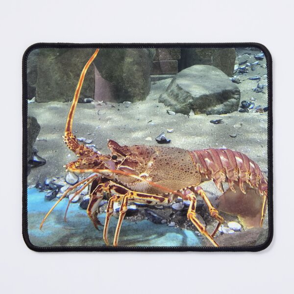 Item preview, Lobster designed and sold by megjayne-photos.