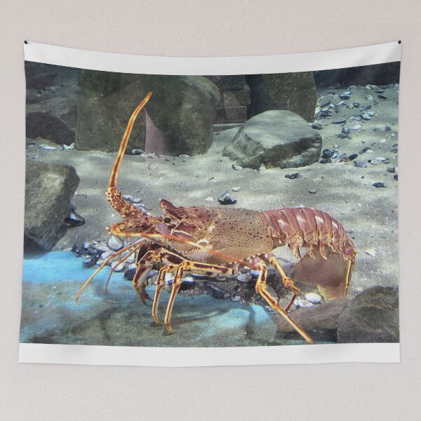 Item preview, Lobster designed and sold by megjayne-photos.