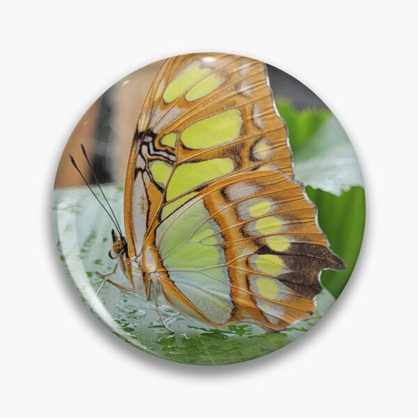 Artikelvorschau, Malachit-Schmetterling entworfen und verkauft von megjayne-photos.