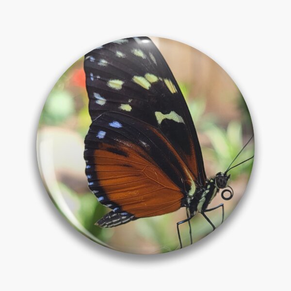 Artikelvorschau, Tigerflügel-Schmetterling entworfen und verkauft von megjayne-photos.