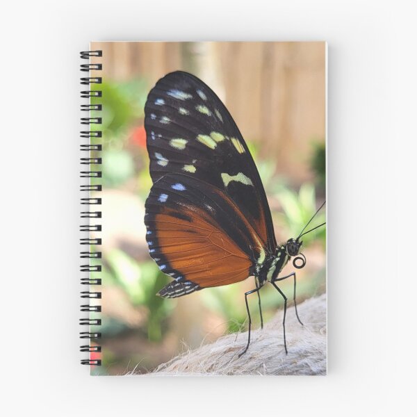 Item preview, Tiger Wing Butterfly designed and sold by megjayne-photos.