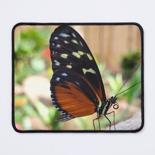 Item preview, Tiger Wing Butterfly designed and sold by megjayne-photos.