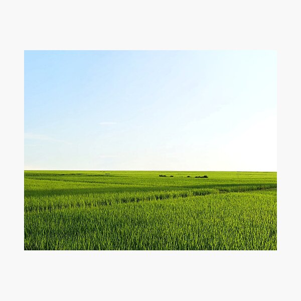 Item preview, rice field and blue sky designed and sold by kkdesign2527.