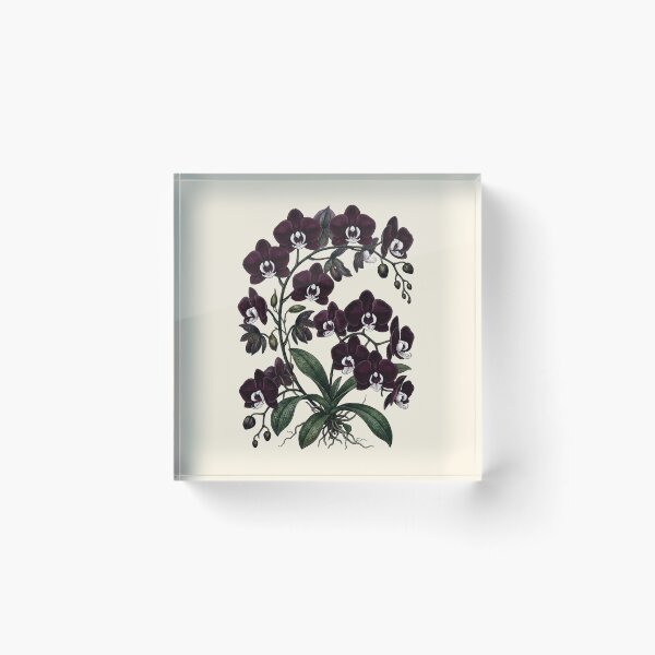 Item preview, Vintage Phalaenopsis Orchid Moody Botanical Illustration designed and sold by LinaValearte.