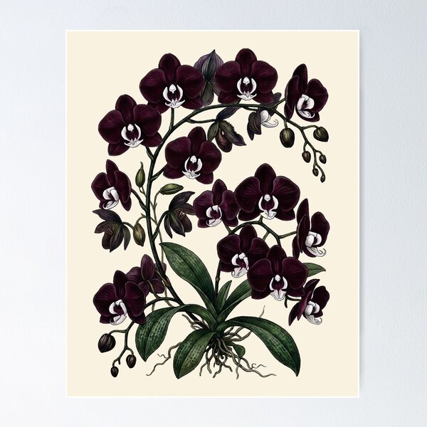 Item preview, Vintage Phalaenopsis Orchid Moody Botanical Illustration designed and sold by LinaValearte.
