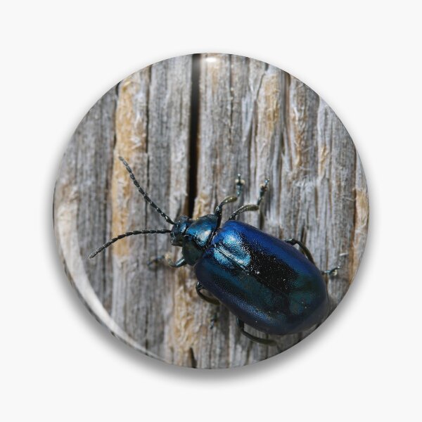 Item preview, The Black. Alder leaf beetle designed and sold by Jouko Lehto Photography.